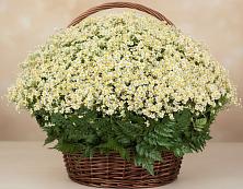 Цветочная композиция из Ромашки в корзине #REPLACE_PRED# Радищево
